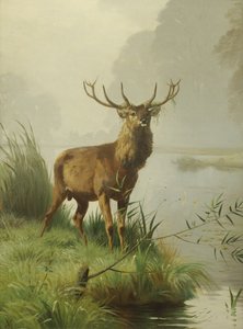 Cerf rouge - Adolf Mackeprang